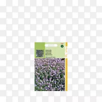 薰衣草紫宝石紫罗兰-空若网 薰衣草紫宝石紫罗兰-空若网