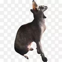 猫狗繁殖鼻子猫-空若网 猫狗繁殖鼻子猫-空若网