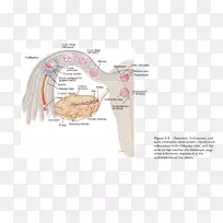 耳图下巴设计-空若网 耳图下巴设计-空若网