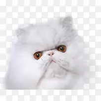 英国半长毛家用短毛猫毛洗发水-猴面包树-空若网 英国半长毛家用短毛猫毛洗发水-猴面包树-空若网