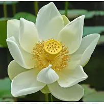 花卉象征艺术-莲花-空若网 花卉象征艺术-莲花-空若网