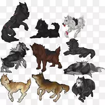 野生动物-狗-空若网 野生动物-狗-空若网