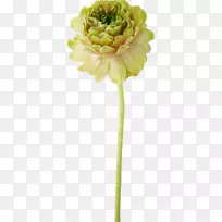 切花,开花植物茎,花瓣-房车-空若网 切花,开花植物茎,花瓣-房车-空若网