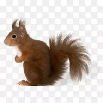 �����룬ëƤ�������.����-������