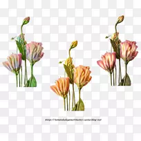 花卉设计切花植物花卉-空若网 花卉设计切花植物花卉-空若网