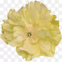 ���벩�ͼ��������ֽ-NANASCAR-������