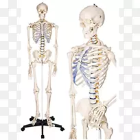 人体骨骼解剖人体骨骼系统-骨骼-空若网 人体骨骼解剖人体骨骼系统-骨骼-空若网