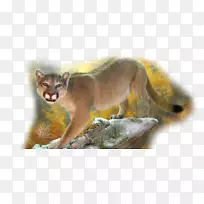 白金汉野生动物艺术阿迪达斯澳大利亚红狐澳大利亚-空若网 白金汉野生动物艺术阿迪达斯澳大利亚红狐澳大利亚-空若网