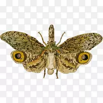 毛茸茸蝶蛾蝶-空若网 毛茸茸蝶蛾蝶-空若网