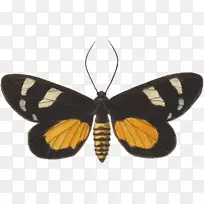 帝王蝶,刷足蝴蝶,昆虫蝴蝶-空若网 帝王蝶,刷足蝴蝶,昆虫蝴蝶-空若网