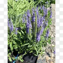 英国薰衣草法国薰衣草普通鼠尾草-空若网 英国薰衣草法国薰衣草普通鼠尾草-空若网