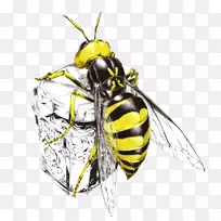 蜜蜂、黄蜂、昆虫艺术-蜜蜂-空若网 蜜蜂、黄蜂、昆虫艺术-蜜蜂-空若网