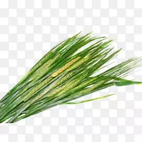 免费麦片绿小麦-空若网 免费麦片绿小麦-空若网