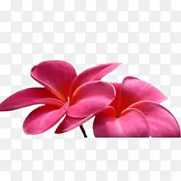 花卉动画电影剪辑艺术-花-空若网 花卉动画电影剪辑艺术-花-空若网