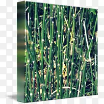 甜草田马尾草植物茎竹-空若网 甜草田马尾草植物茎竹-空若网