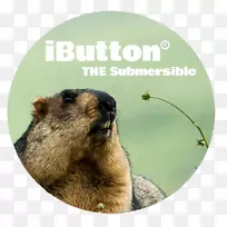 湿地自然环境温度数据记录器.土拨鼠-空若网 湿地自然环境温度数据记录器.土拨鼠-空若网