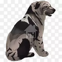 犬种鼻毛犬-空若网 犬种鼻毛犬-空若网