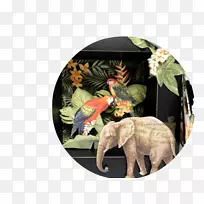 印度象野生动物类群陆生动物影子盒-空若网 印度象野生动物类群陆生动物影子盒-空若网