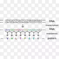 DNA RNA�Ŵ�ѧ�������в���-��Ϣ��������-������