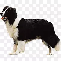 边境牧羊犬设得兰牧羊犬萨默特犬彭布罗克威尔士科吉澳大利亚牧羊犬-黑狗-空若网 边境牧羊犬设得兰牧羊犬萨默特犬彭布罗克威尔士科吉澳大利亚牧羊犬-黑狗-空若网