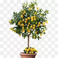 ���ʹ�ʵ�����٣����ӣ�����-������