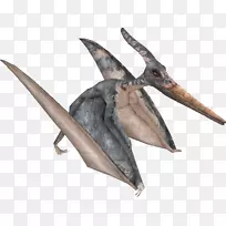 动物喙翼龙-空若网 动物喙翼龙-空若网