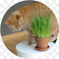 ����è��è-������