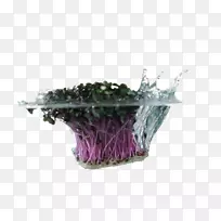 蔬菜水下载-食水蔬菜-空若网 蔬菜水下载-食水蔬菜-空若网