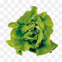 Ӫ����������ũҵ��ɫ�߲�-������