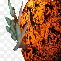 桌面壁纸-单一蔬菜-空若网 桌面壁纸-单一蔬菜-空若网