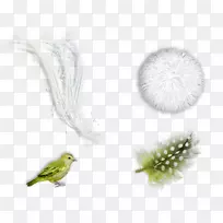 羽毛喙-羽毛-空若网 羽毛喙-羽毛-空若网