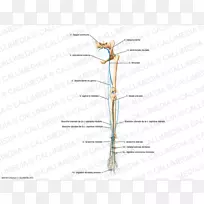 À¥³æÖ¦ÌõÄÜϵֲÎï¾¥-À¥³æ-¿ÕÈôÍø À¥³æÖ¦ÌõÄÜϵֲÎï¾¥-À¥³æ-¿ÕÈôÍø