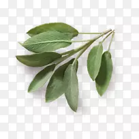 ���ζ����ʳƷ��ͨʥҶ-������