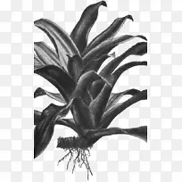 ���������������ѧ����ֲ��-������а(Nidulariumangustifolium Nidultifolium)-������