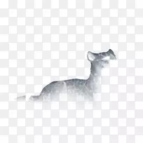 ���룬è������Ȯ�ƣ����ӣ�è-������