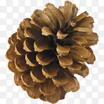 针叶锥松云杉-空若网 针叶锥松云杉-空若网