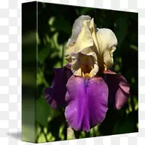 奥里斯根虹膜-虹膜水彩-空若网 奥里斯根虹膜-虹膜水彩-空若网