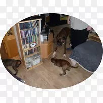 犬种-空若网 犬种-空若网