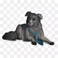 狗,野生动物,鼻子,毛皮,狮子-狗-空若网 狗,野生动物,鼻子,毛皮,狮子-狗-空若网