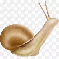 蜗牛、鼻涕虫、昆虫、陆地蜗牛-蜗牛-空若网 蜗牛、鼻涕虫、昆虫、陆地蜗牛-蜗牛-空若网