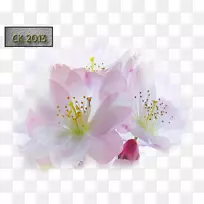 ӣ�������ֲֽ�ﻨ��ӣ��-������