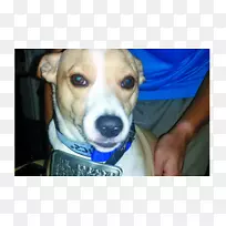 意大利灰狗鼻子-费吉-空若网 意大利灰狗鼻子-费吉-空若网