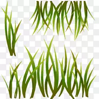 ���ֶ���¯Ҷֲ�ﾥ��������м-������