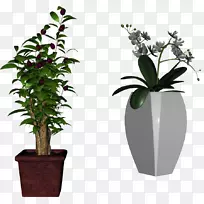 花盆树-空若网 花盆树-空若网