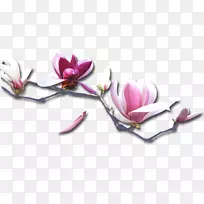 紫瓣李花-空若网 紫瓣李花-空若网