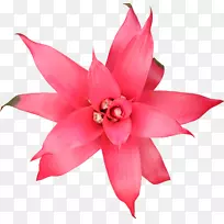 花瓣开花植物切花粉红m-300 dpi-空若网 花瓣开花植物切花粉红m-300 dpi-空若网