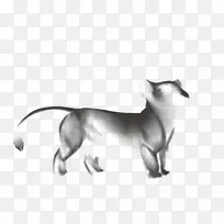 胡须猫狗繁殖鼻子猫-空若网 胡须猫狗繁殖鼻子猫-空若网