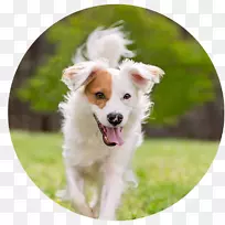 澳洲牧羊犬,宠物摄影,小狗-空若网 澳洲牧羊犬,宠物摄影,小狗-空若网