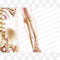 手指前臂骨解剖-空若网 手指前臂骨解剖-空若网