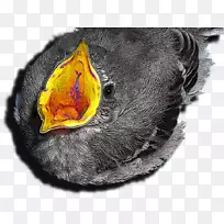 嘴鼻近距离-夏威夷鸟-空若网 嘴鼻近距离-夏威夷鸟-空若网